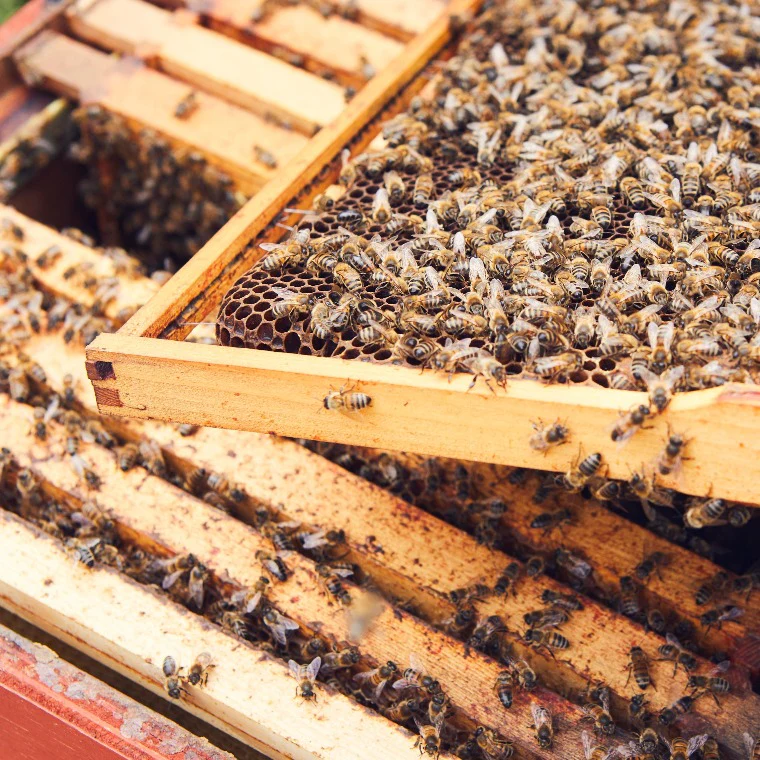 Bee-Keeping Experience - Image 4