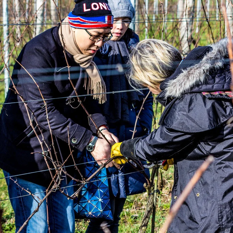Meet the Vineyard Manager - Winter Pruning - Image 3