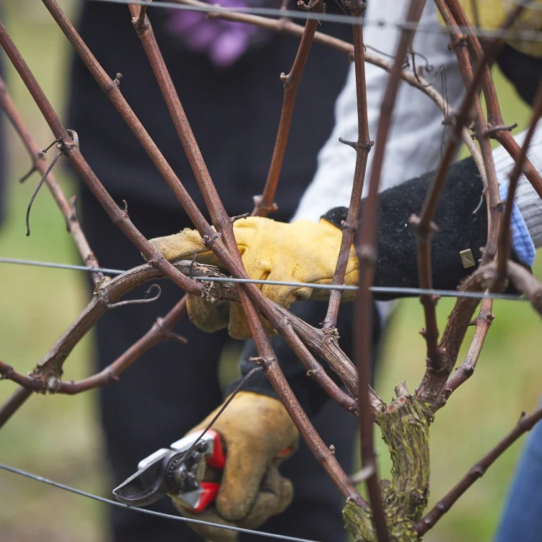 Meet the Vineyard Manager - Winter Pruning - Image 4
