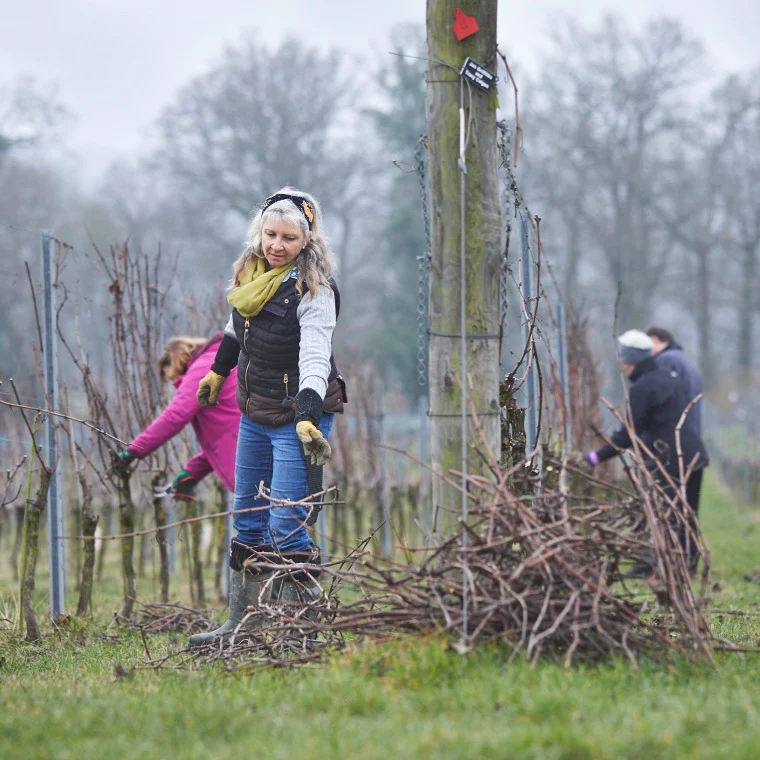 Meet the Vineyard Manager - Winter Pruning - Image 6