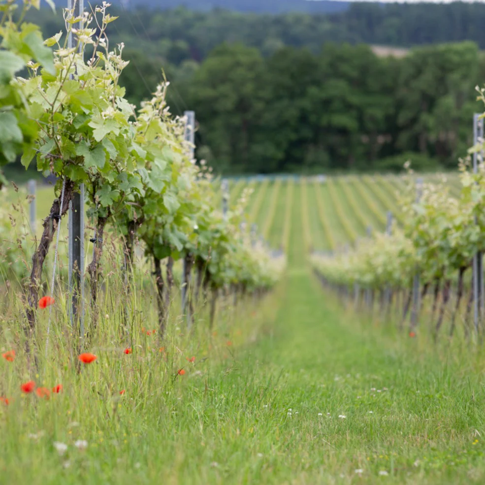 English Wine & Cheese Tasting - Image 4
